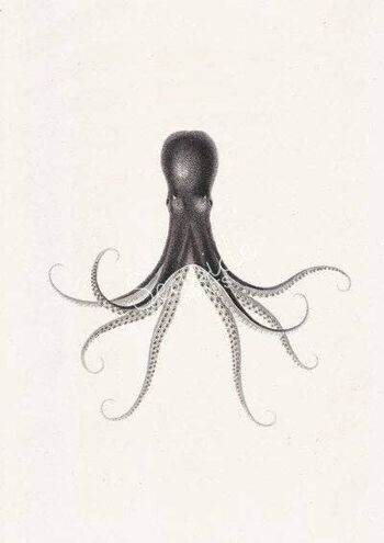 Octopus n.32 impression mer - A5 blanc 5.8x8.3 2