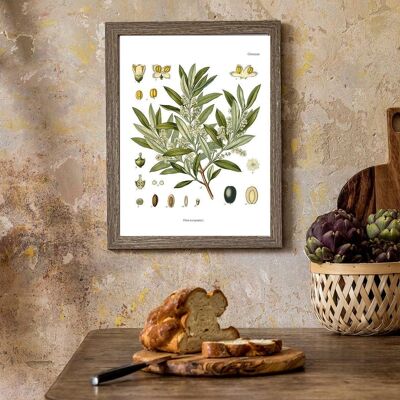 Olive Plant Botanical Chart Art – A5 weiß 5,8 x 8,2 (ohne Aufhänger)