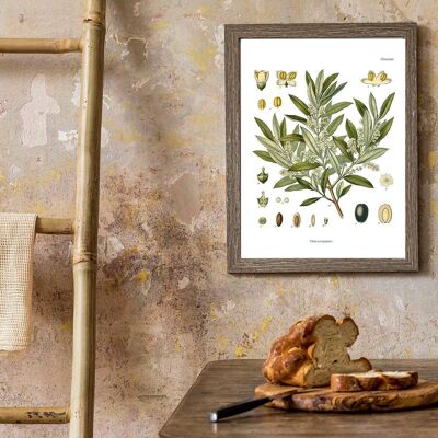 Olive Plant Botanical Chart Art - A5 White 5.8x8.2 (No Hanger)