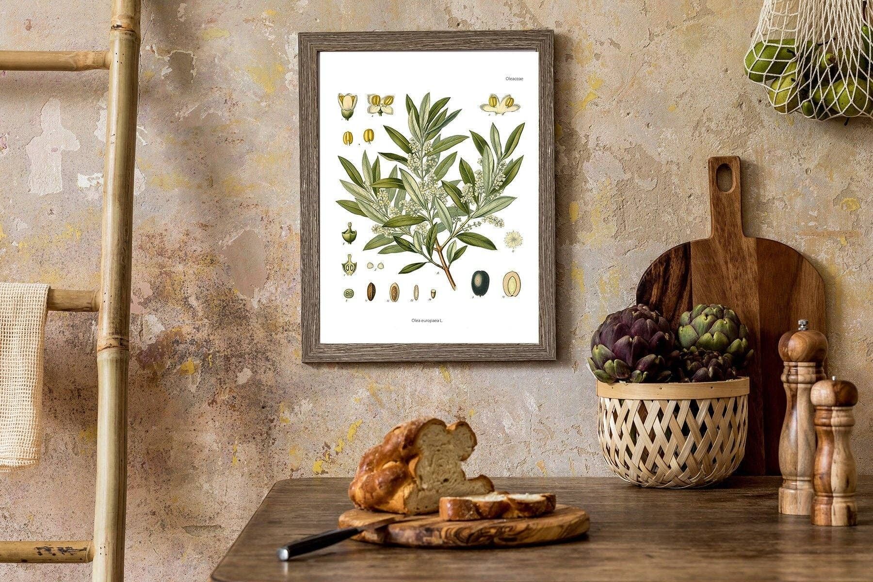 Olive Plant Botanical Chart Art – A4 weiß 8,2 x 11,6