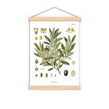 Art graphique botanique d'olivier - A4 blanc 8,2 x 11,6 3