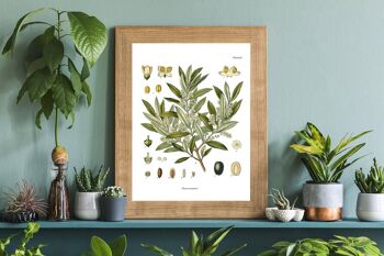 Art graphique botanique d'olivier - A4 blanc 8,2 x 11,6 4