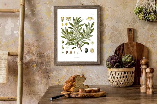 Olive Plant Botanical Chart Art - White 8x10