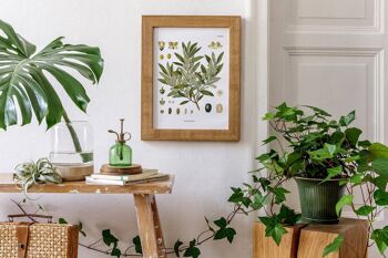 Tableau botanique d'olivier - Blanc 8 x 10 2