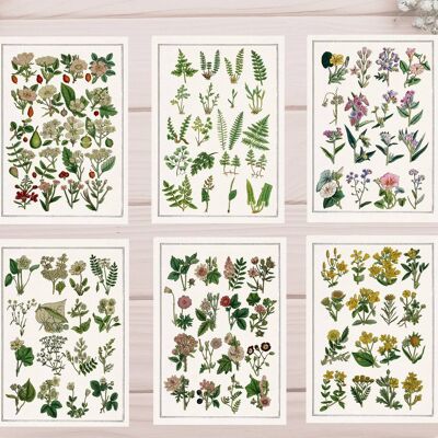 Lot de 6 cartes postales - Fleurs sauvages botaniques