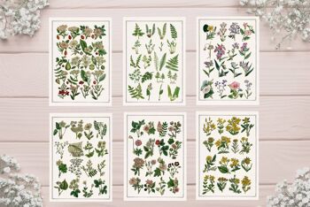 Lot de 6 cartes postales - Fleurs sauvages botaniques 1