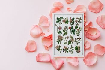 Lot de 6 cartes postales - Fleurs sauvages botaniques 4
