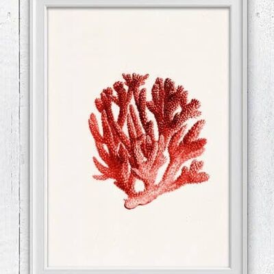 Corail rouge n.06 Illustration vie marine antique - A4 blanc 8.26x11.6