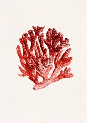 Corail rouge n.06 Illustration vie marine antique - A5 blanc 5.8x8.3 2