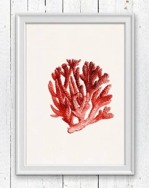 Red coral n.06 Antique sealife Illustration - White 8x10