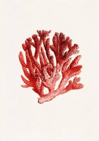 Corail rouge n.06 Illustration vie marine antique - Blanc 8x10 2