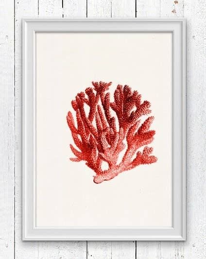 Rote Koralle n.06 Antik Sealife Illustration - A3 weiß 11,7x16,5