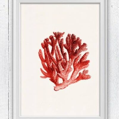 Corail rouge n.06 Illustration vie marine antique - A3 blanc 11.7x16.5