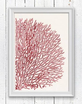 Red Sea fan coral n°11 - Seafan pompon rouge - A4 blanc 8.26x11.6 1