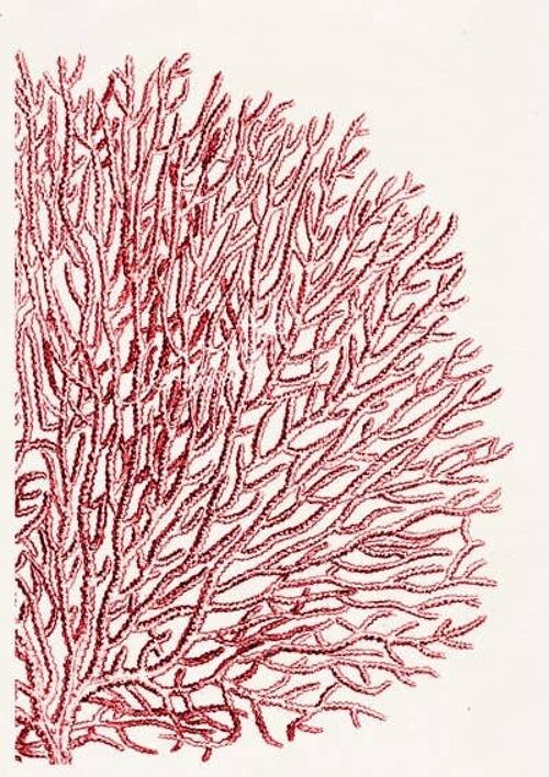 Red Sea fan coral no.11 - Seafan pom-pom in red - White 8x10
