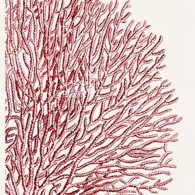 Red Sea Fan coral n.11 - Pom-pom Seafan in rosso - Bianco 8x10