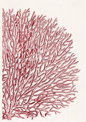 Corail éventail Red Sea n°11 - Pompon Seafan rouge - Blanc 8x10
