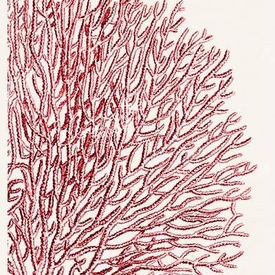 Red Sea fan coral no.11 - Seafan pom-pom in red - White 8x10