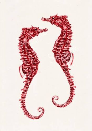 Couple d'hippocampes rouges - Blanc 8x10 2