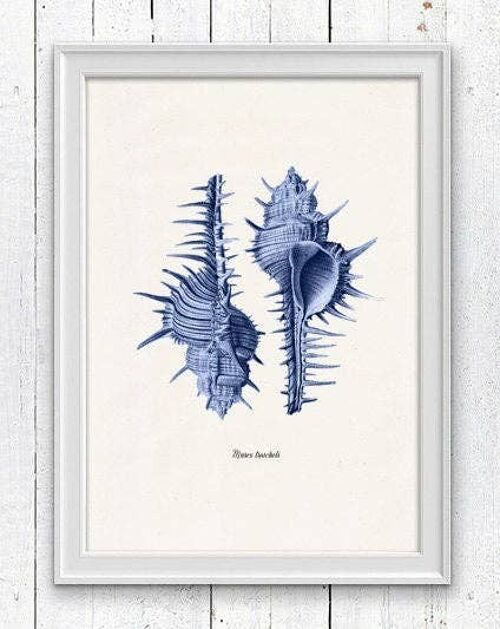 Sea shell electric blue  Murex Sea life print - A4 white 8.26x11.6