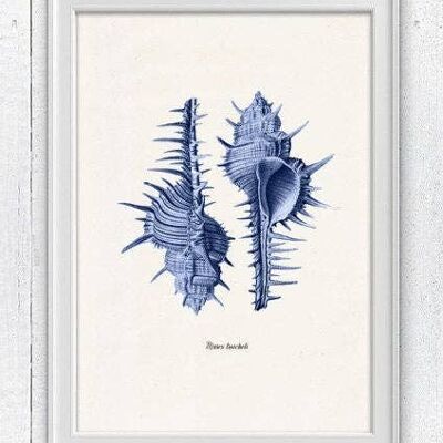 Muschel elektrisch blau Murex Sea Life Print - A5 weiß 5,8x8,3