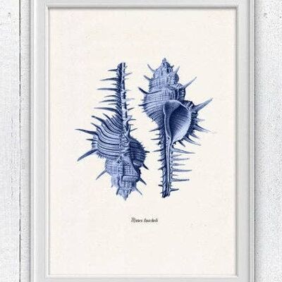 Sea shell electric blue Murex Sea life print - A5 white 5.8x8.3