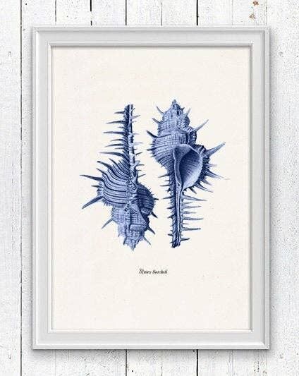 Sea shell electric blue Murex Sea life print - A3 white 11.7x16.5
