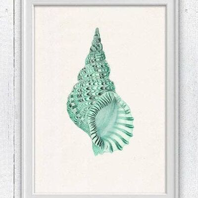 Sea shell print in seafoam n01 - White 8x10