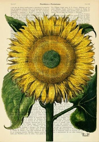 Tournesol Botanique Art - Livre Page M 6.4x9.6 (Pas de Cintre) 4