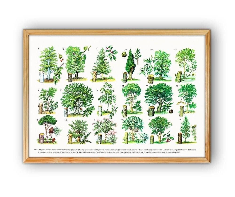 Baumarten Eucational Art – A3 Weiß 11,7 x 16,5 (ohne Aufhänger)