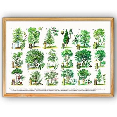 Trees types Eucational Art - A3 White 11.7x16.5 (No Hanger)