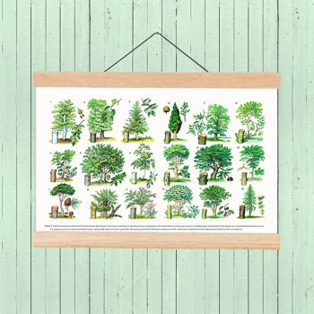 Types d'arbres Eucational Art - A3 Blanc 11.7x16.5 (Sans Cintre) 4