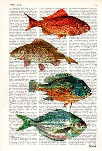 Affiche de poissons vintage - Page de livre M 6.4x9.6 2