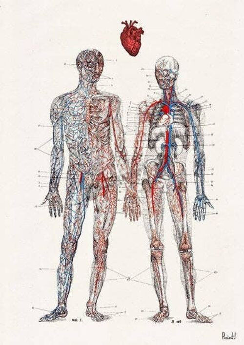 Wall art print Love you with all my heart Human anatomy poster - A3 White 11.7x16.5 (No Hanger)