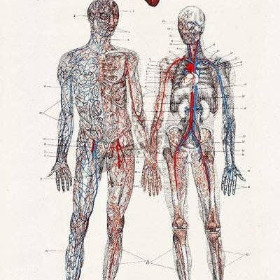 Wall art print Love you with all my heart Human anatomy poster - A3 White 11.7x16.5 (No Hanger)