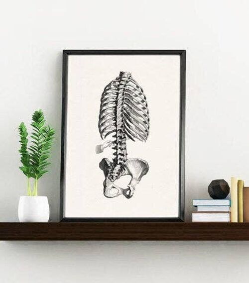 Skeleton Trunk Study in Black, Anatomy wall art, Doctor office gift, Office wall art, Science wall art, Spine art, SKA040 - A5 White 5.8x8.2 (No Hanger)