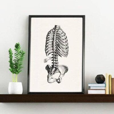 Skeleton Trunk Study in Black, Anatomy wall art, Doctor office gift, Office wall art, Science wall art, Spine art, SKA040 - A5 White 5.8x8.2 (No Hanger)