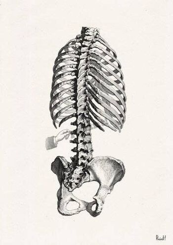 Skeleton Trunk Study in Black, Anatomy wall art, Doctor office gift, Office wall art, Science wall art, Spine art, SKA040 - A5 White 5.8x8.2 (No Hanger) 2