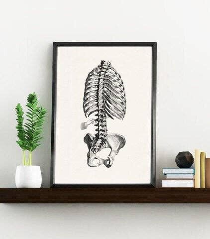 Skeleton Trunk Study in Black, Anatomiewandkunst, Arztpraxisgeschenk, Bürowandkunst, Wissenschaftswandkunst, Wirbelsäulenkunst, SKA040 - Weiß 8x10