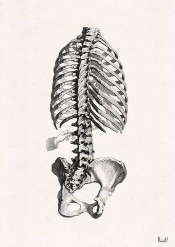 Skeleton Trunk Study in Black, Anatomy wall art, Doctor office gift, Office wall art, Science wall art, Spine art, SKA040 - A3 White 11.7x16.5 (No Hanger) 2