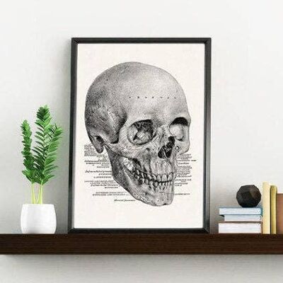 Stampa artistica Teschio umano studio anatomico - A5 Bianco 5,8x8,2 (No Hanger)