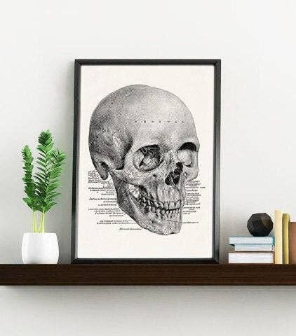 Kunstdruck auf Wand Schädel menschliche anatomische Studie Kunstdruck auf Wand SKA153WA4 – A4 Weiß 8,2 x 11,6