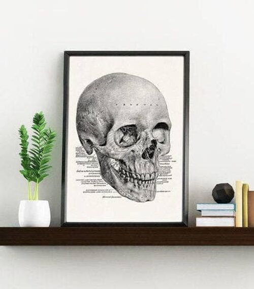 Wall art print Skull human anatomical study Wall art print SKA153WA4 - A4 White 8.2x11.6