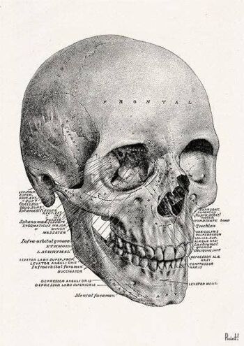 Reproduction murale Tête de mort étude anatomique humaine Reproduction murale SKA153WA4 - A4 Blanc 8,2x11,6 2