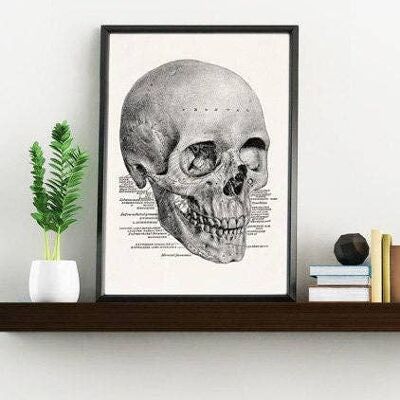 Wall art print Skull human anatomical study - A3 White 11.7x16.5 (No Hanger)