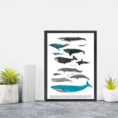 Whale Art Print - Kids Room Decor  - A5 White 5.8x8.2 (No Hanger)