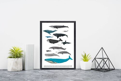 Whale Art Print - Sea Animal Print - A4 White 8.2x11.6 (No Hanger)