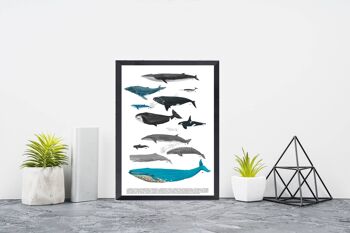 Whale Art Print - Sea Animal Print - A4 White 8.2x11.6 (No Hanger) 1