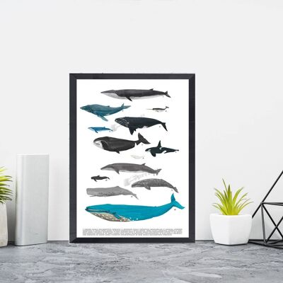 Stampa artistica balena - stampa animale marino - bianco 8x10 (senza gancio)