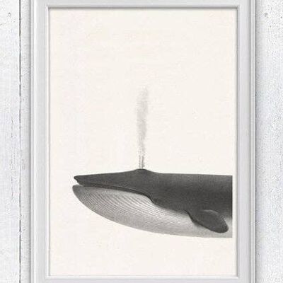 Whale sea life print - A5 White 5.8x8.2